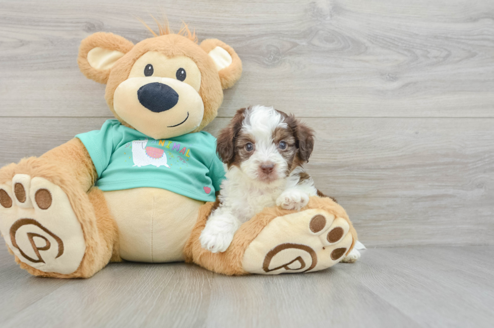 7 week old Mini Aussiedoodle Puppy For Sale - Windy City Pups