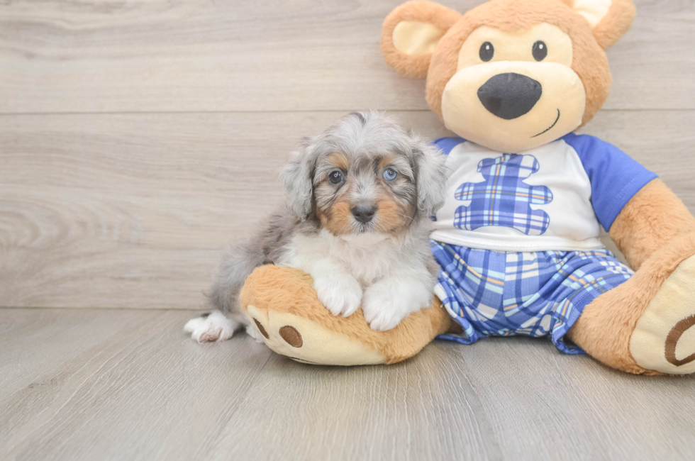 6 week old Mini Aussiedoodle Puppy For Sale - Windy City Pups