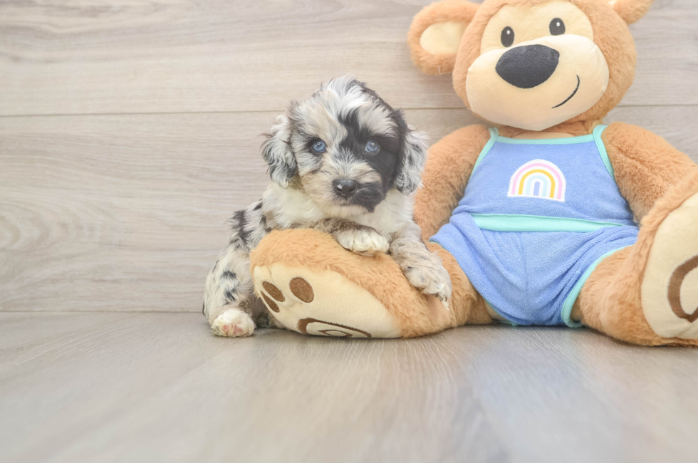 5 week old Mini Aussiedoodle Puppy For Sale - Windy City Pups