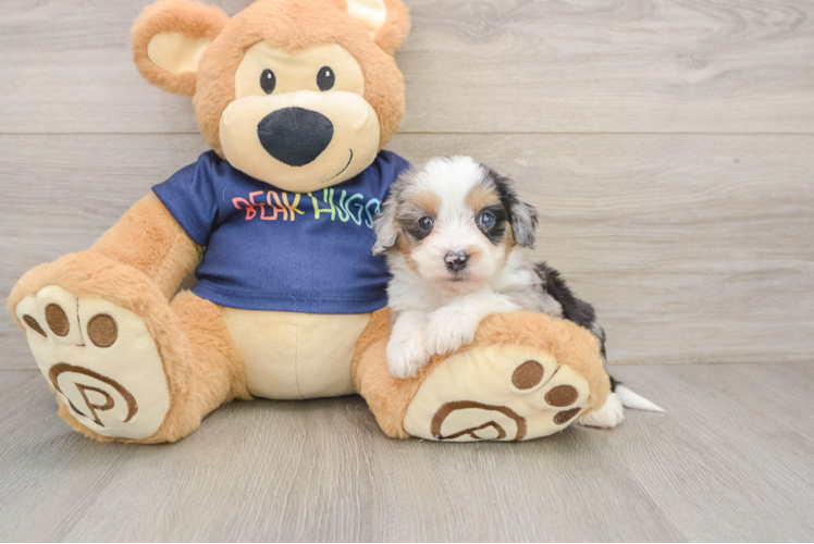 Mini Aussiedoodle Puppy for Adoption