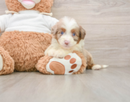 8 week old Mini Aussiedoodle Puppy For Sale - Windy City Pups