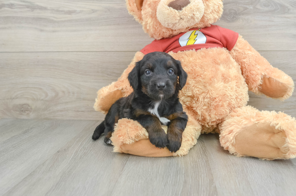 6 week old Mini Aussiedoodle Puppy For Sale - Windy City Pups