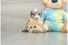 Petite Mini Aussiedoodle Poodle Mix Pup