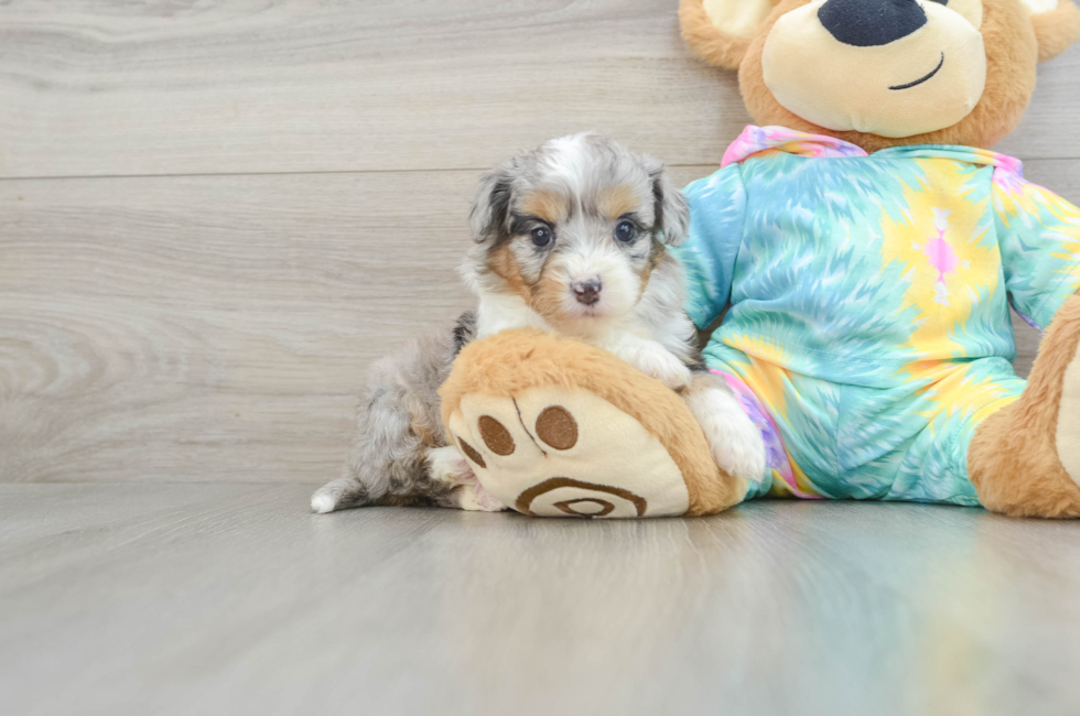 5 week old Mini Aussiedoodle Puppy For Sale - Windy City Pups