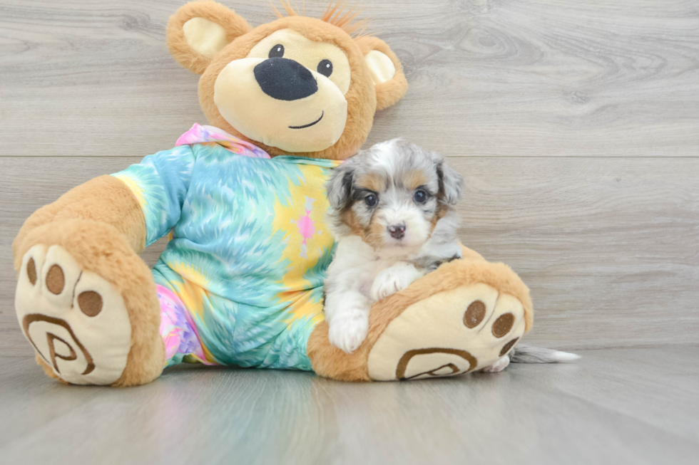 Happy Mini Aussiedoodle Baby