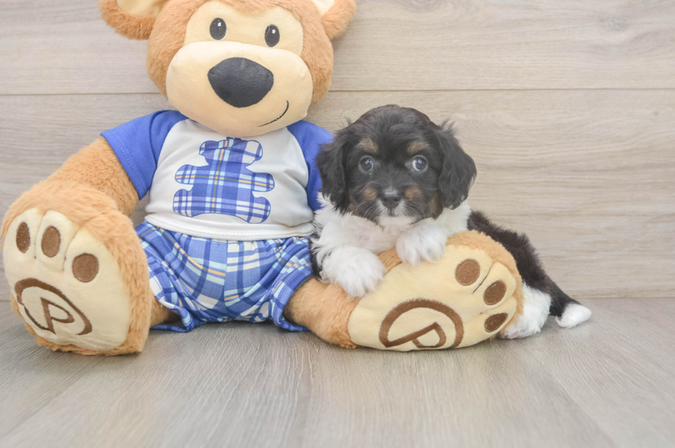 6 week old Mini Aussiedoodle Puppy For Sale - Windy City Pups
