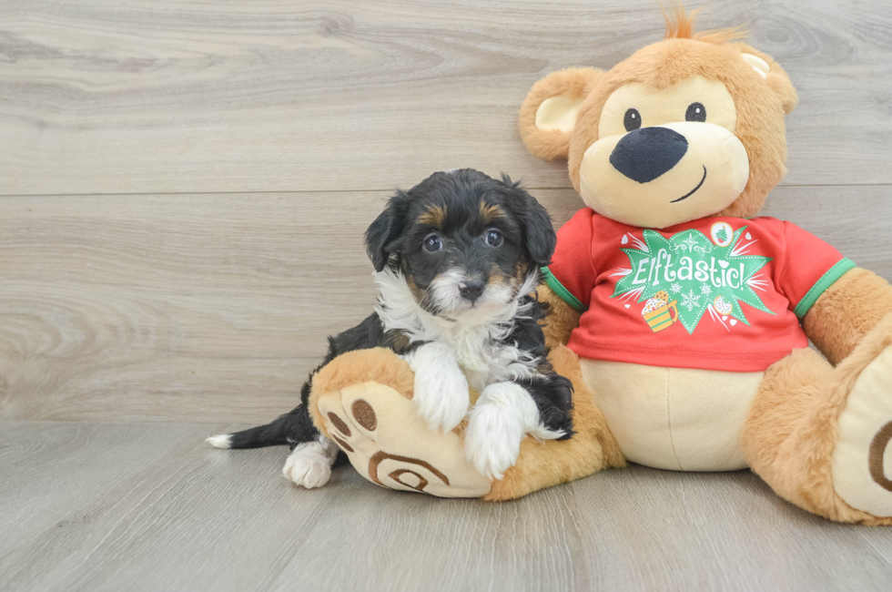 7 week old Mini Aussiedoodle Puppy For Sale - Windy City Pups