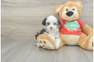 Mini Aussiedoodle Pup Being Cute