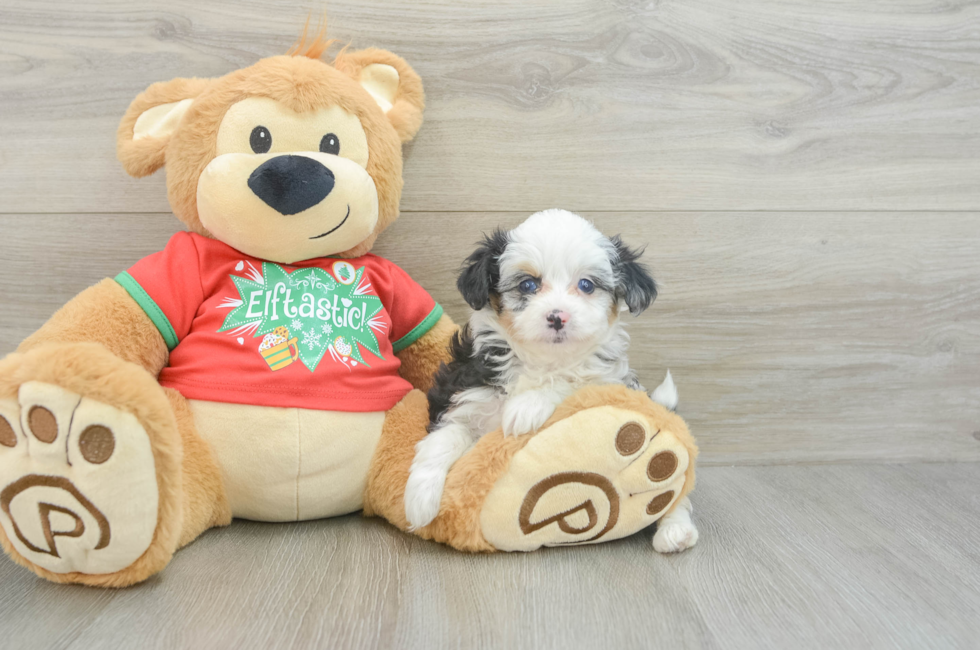 7 week old Mini Aussiedoodle Puppy For Sale - Windy City Pups