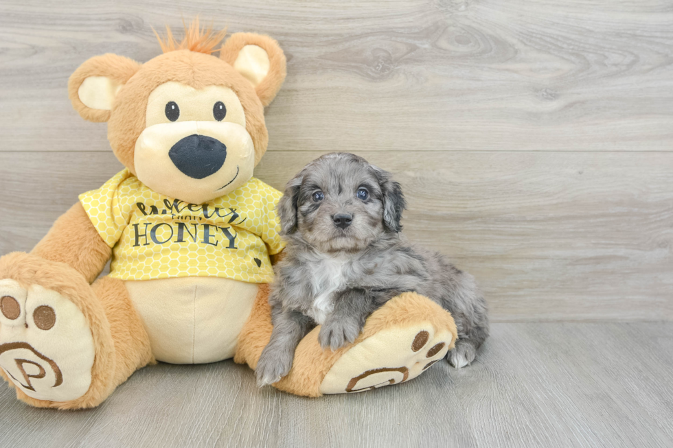 Energetic Aussie Poo Poodle Mix Puppy