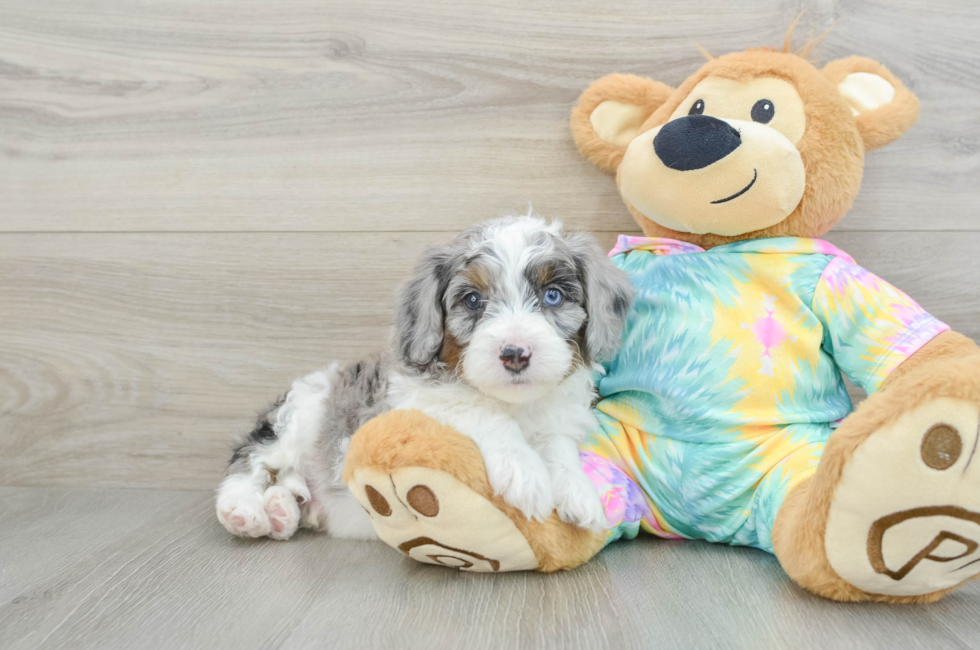 6 week old Mini Aussiedoodle Puppy For Sale - Windy City Pups