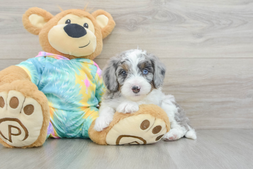 Mini Aussiedoodle Puppy for Adoption