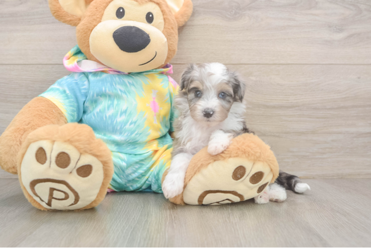 Mini Aussiedoodle Puppy for Adoption