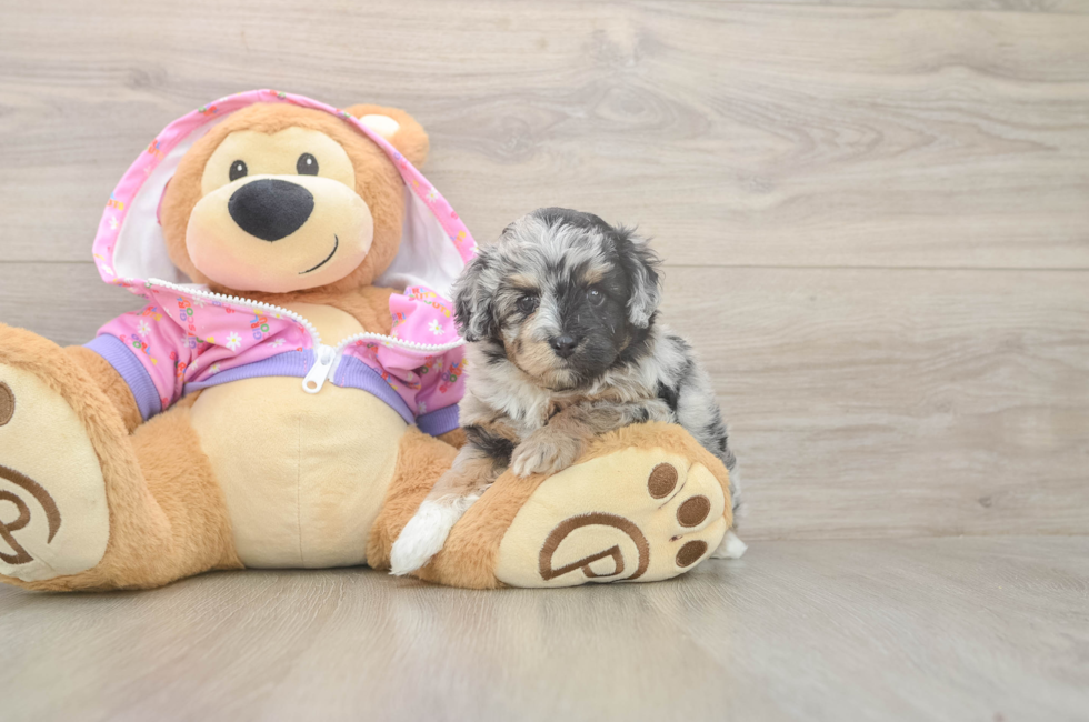 5 week old Mini Aussiedoodle Puppy For Sale - Windy City Pups