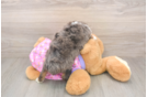 Smart Mini Aussiedoodle Poodle Mix Pup