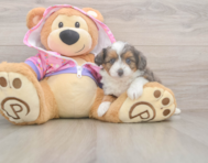 7 week old Mini Aussiedoodle Puppy For Sale - Windy City Pups