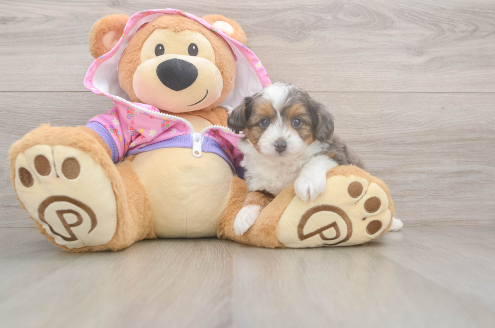 5 week old Mini Aussiedoodle Puppy For Sale - Windy City Pups