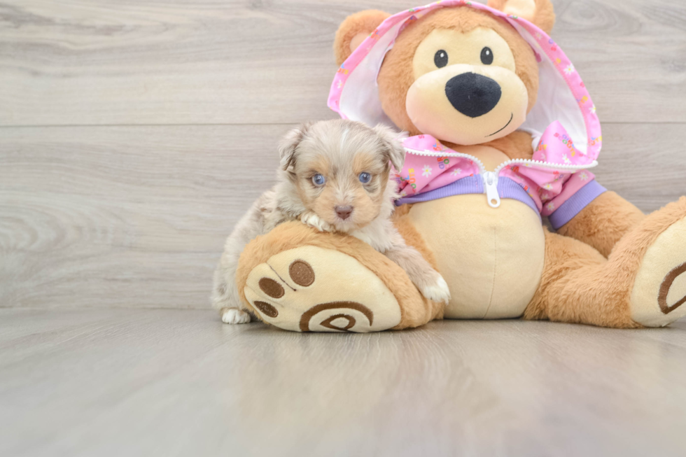 Mini Aussiedoodle Puppy for Adoption