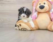 7 week old Mini Aussiedoodle Puppy For Sale - Windy City Pups