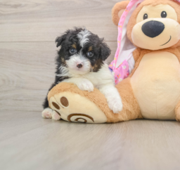 7 week old Mini Aussiedoodle Puppy For Sale - Windy City Pups