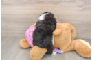Mini Aussiedoodle Puppy for Adoption