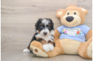 Best Mini Aussiedoodle Baby