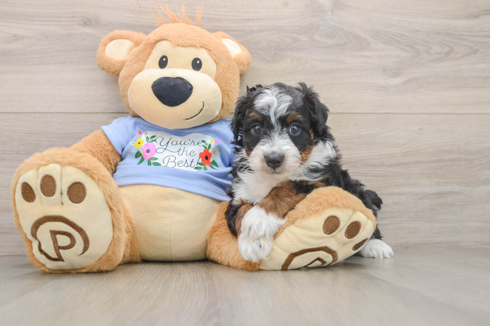 Best Mini Aussiedoodle Baby