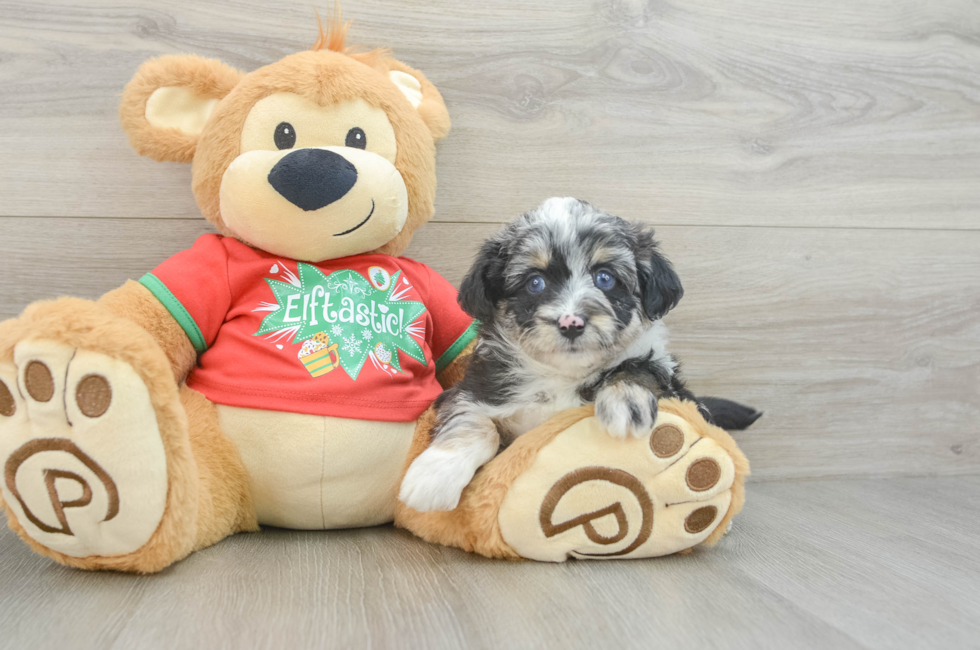 7 week old Mini Aussiedoodle Puppy For Sale - Windy City Pups