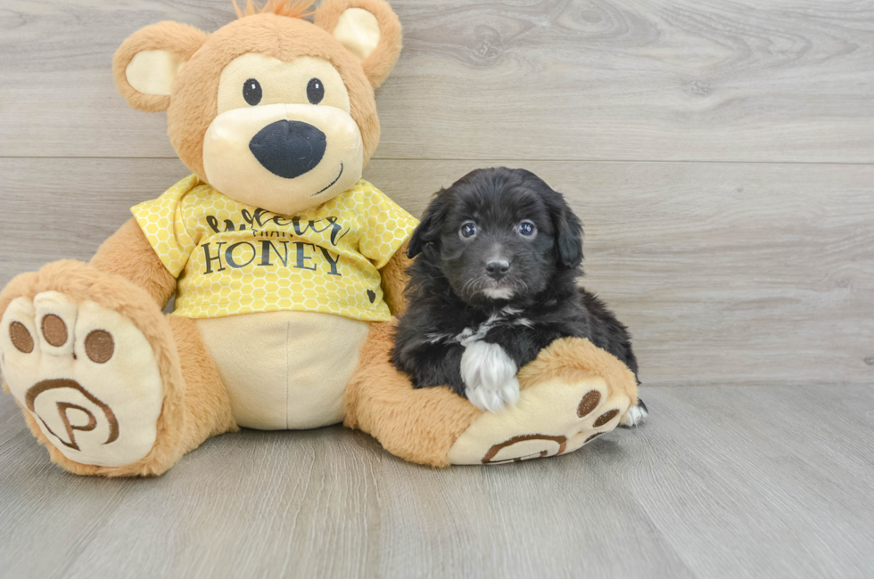 7 week old Mini Aussiedoodle Puppy For Sale - Windy City Pups