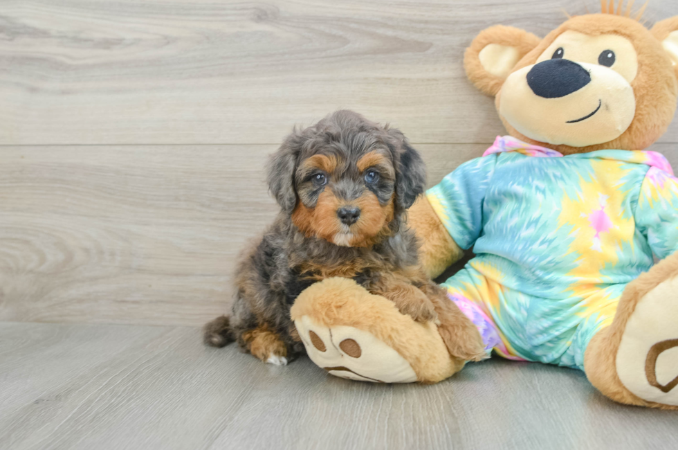 6 week old Mini Aussiedoodle Puppy For Sale - Windy City Pups