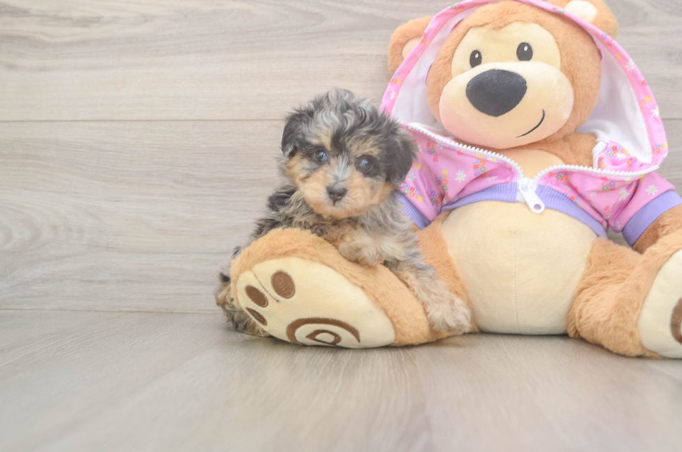 6 week old Mini Aussiedoodle Puppy For Sale - Windy City Pups