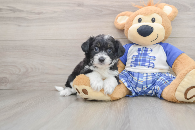 Best Mini Aussiedoodle Baby
