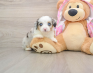 7 week old Mini Aussiedoodle Puppy For Sale - Windy City Pups