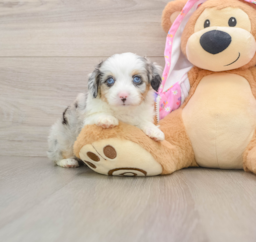 7 week old Mini Aussiedoodle Puppy For Sale - Windy City Pups