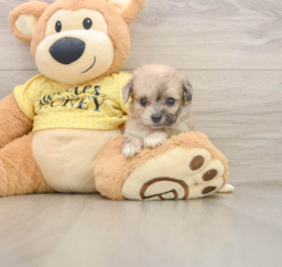 9 week old Mini Aussiedoodle Puppy For Sale - Windy City Pups
