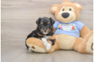 Best Mini Aussiedoodle Baby