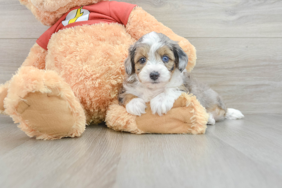 Petite Mini Aussiedoodle Poodle Mix Pup