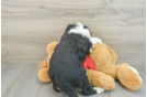 Mini Aussiedoodle Pup Being Cute