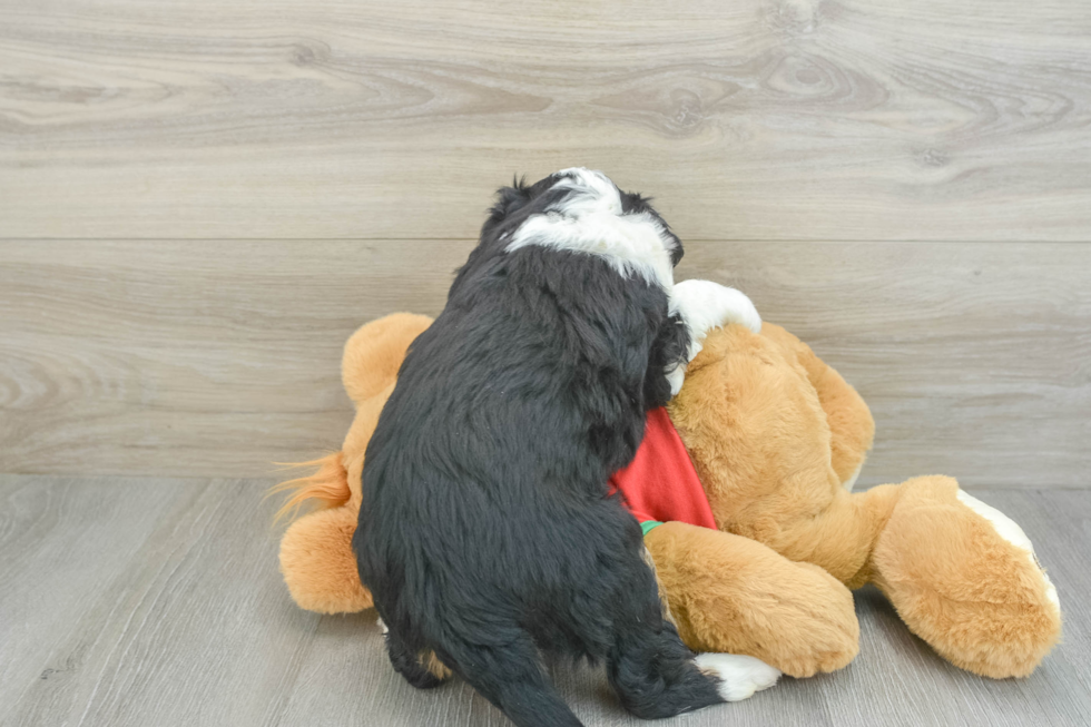 Mini Aussiedoodle Pup Being Cute