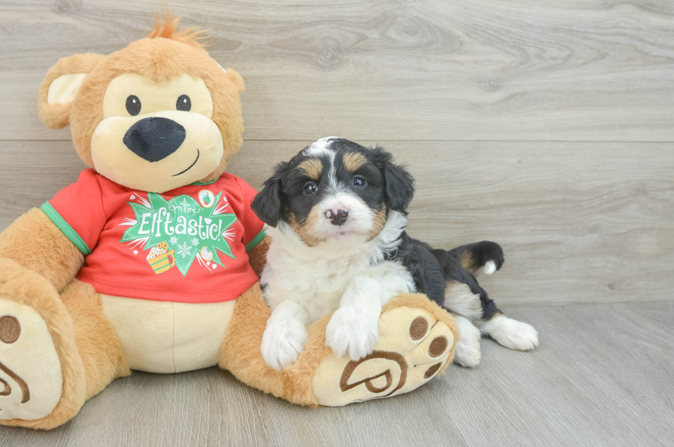 7 week old Mini Aussiedoodle Puppy For Sale - Windy City Pups