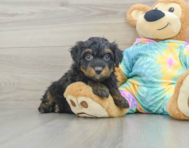 8 week old Mini Aussiedoodle Puppy For Sale - Windy City Pups