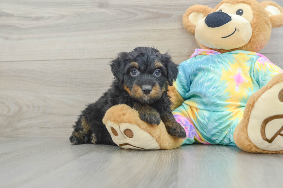 6 week old Mini Aussiedoodle Puppy For Sale - Windy City Pups