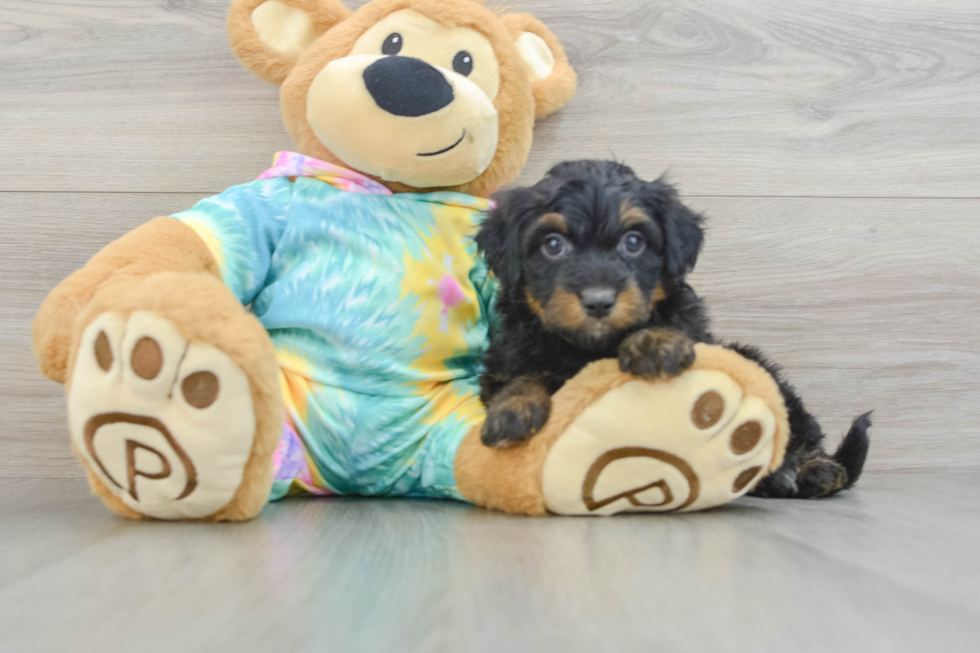 Best Mini Aussiedoodle Baby