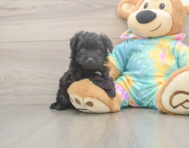 6 week old Mini Aussiedoodle Puppy For Sale - Windy City Pups