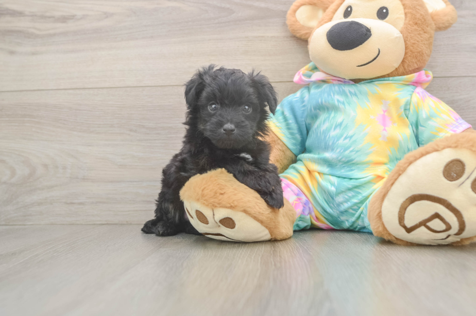 6 week old Mini Aussiedoodle Puppy For Sale - Windy City Pups