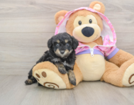 5 week old Mini Aussiedoodle Puppy For Sale - Windy City Pups