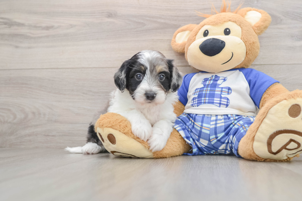 Popular Mini Aussiedoodle Poodle Mix Pup