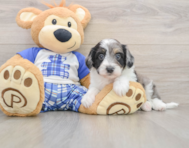 8 week old Mini Aussiedoodle Puppy For Sale - Windy City Pups