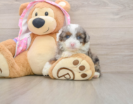 7 week old Mini Aussiedoodle Puppy For Sale - Windy City Pups