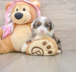 7 week old Mini Aussiedoodle Puppy For Sale - Windy City Pups